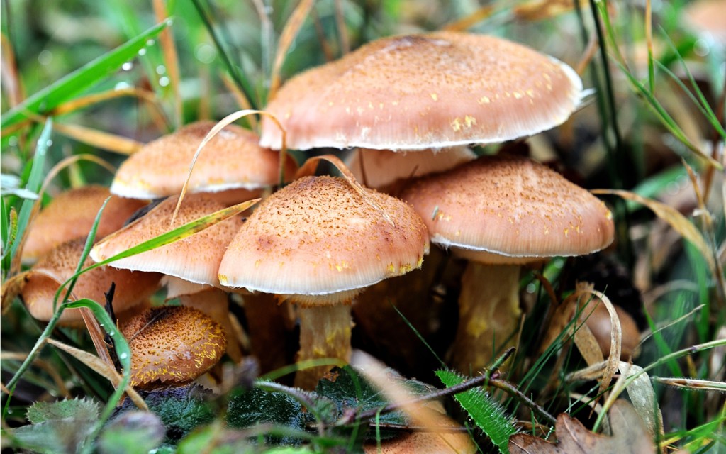 Mushrooms are pictured, on October 20, 2012 in the Clairmarais' wood, northern France. AFP PHOTO PHILIPPE HUGUEN        (Photo credit should read PHILIPPE HUGUEN/AFP/Getty Images)